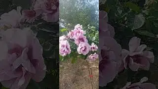 Айс фо Ю