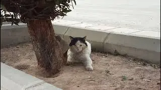 A homeless cat at the park waits for someone's help.