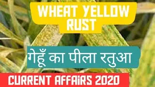 गेहूँ का पीला रतुआ | Wheat Yellow Rust analysis current affairs 2020 upsc
