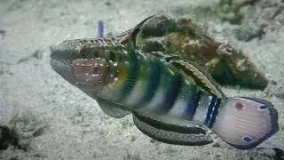 Puerta Galera March 2019