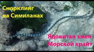 Снорклинг на Симиланах, ядовитая змея - морской крайт и рыбы Андаманского моря. Таиланд.