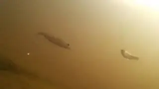 А что там под водой -  2