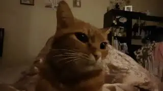 Funny cats