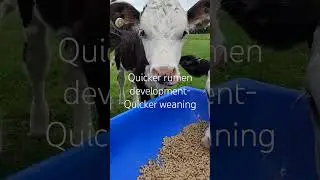 let's talk calf meal