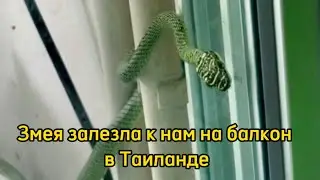 Змея залезла к нам на балкон в Таиланде и пыталась пролезть в кондиционер