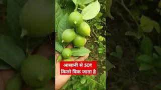 हाइब्रिड नींबू का सबसे बड़ा फायदा || #shorts