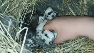 ОСМОТР КРОЛЬЧАТ НА 7  И 12 ДЕНЬ // ГОТОВИМСЯ К НОВОМУ ОКРОЛУ //
