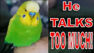 PEDRO the Budgie is now 10 YEARS OLD