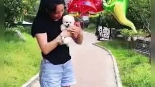 Самая милая собачка