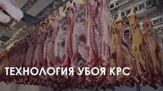 Сattle slaughter technology FELETI