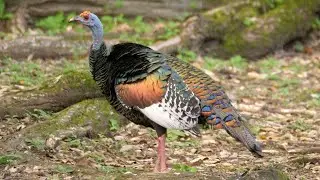 Ocellated Turkeys in Tikal