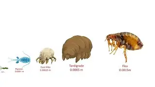 Animal Size Comparison 2021