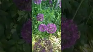 #flowers #spring #springseason #spring2023