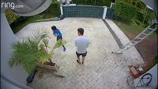שהאיגואנה הוא בגודל תנין ועובר לך בחצר