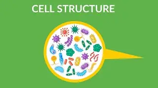 Cell Structure and Function || What is cell and its functions