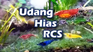 Cara Memelihara Udang RCS | Red Cherry Shrimp Caring Guide