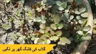 Rose cuttings update | گلاب کی کٹنگ گھر پر لگیں