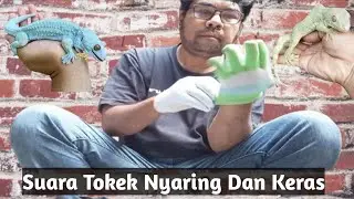 Suara Tokek Keras Dan Nyaring - Bagus Buat Temanin Tidur Malam #2