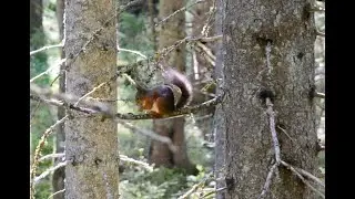 Look Up Squirrel