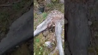 Может позволить себе спать до обеда