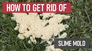 How to Get Rid of Slime Mold [Lawn Fungus & Disease]