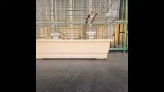 Пение мутационного щегла