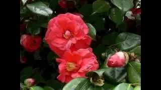 FIORI di alberto debidda