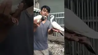 piyik perdana giring #fypシ゚viral #merpati #merpatikolong #viralshorts