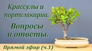 Крассулы и портулакарии. Вопросы и ответы, часть 1 (запись прямого эфира).