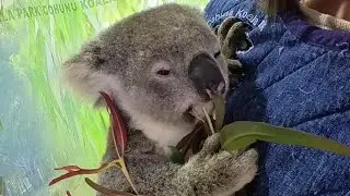 Perth 之旅2023| 终于可以抱koala｜Cohunu Koala Park