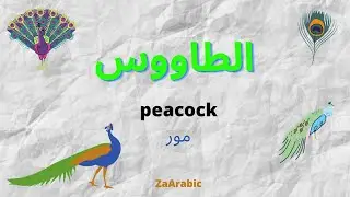Peacock in Arabic | الطاووس