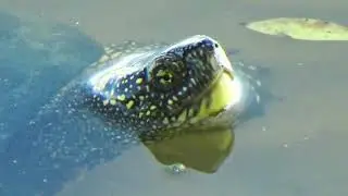 Когда любое море по колено