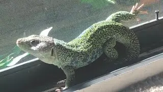 My Jeweled Lacerta