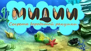 Мидии: секреты бородатой ракушки | Познавательное видео про мидий | Удивительный мир беспозвоночных