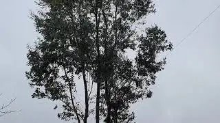 2019/2020 160m inverted L. 7m vertical, 40m of wire.