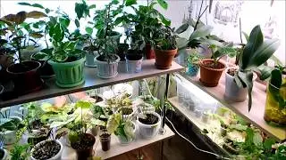 Комнатные цветы  Новинки из посылок. И снова здравствуйте.