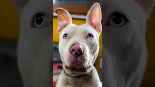 Albino Pitbull - Albino nedir #shorts  #albino  #pitbull  #doglover  #pets