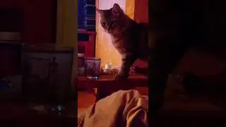 Времяпровождение котенка Антошки