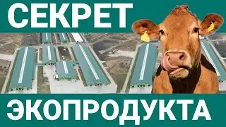 Секрет высокой продуктивности коров СХП «Экопродукт»