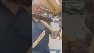 Интересно почему пчёлы его не кусают #общество