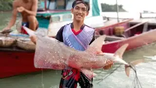 Babon hiu kemejan dapat mancing malam tadi