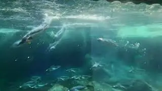 penguins playing