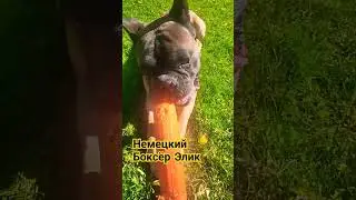 Игрушки для боксёров