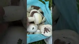 Чистые и красивые луговые шампиньоны 😍 #грибы #шампиньоны