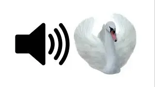 Swan - Sound Effect | ProSounds