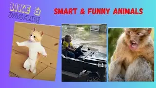 Smart and Funny Animals