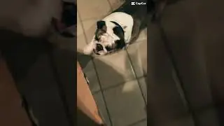 WARNING! You Won’t Believe This #shorts #video #dogs #bulldog