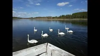 Городищенское озеро, Печорский район 19.05.19