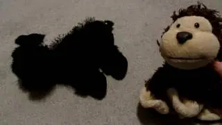 CHIMPY'S SOCIAL EXPERIMENTS