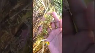 😔🌾அறுவடை பயிரில் மழை நீர்🌾 😥 #விவசாயம் #flood #நெல்பயிர் #agriculture #sad #shorts #vivasayamkappom
